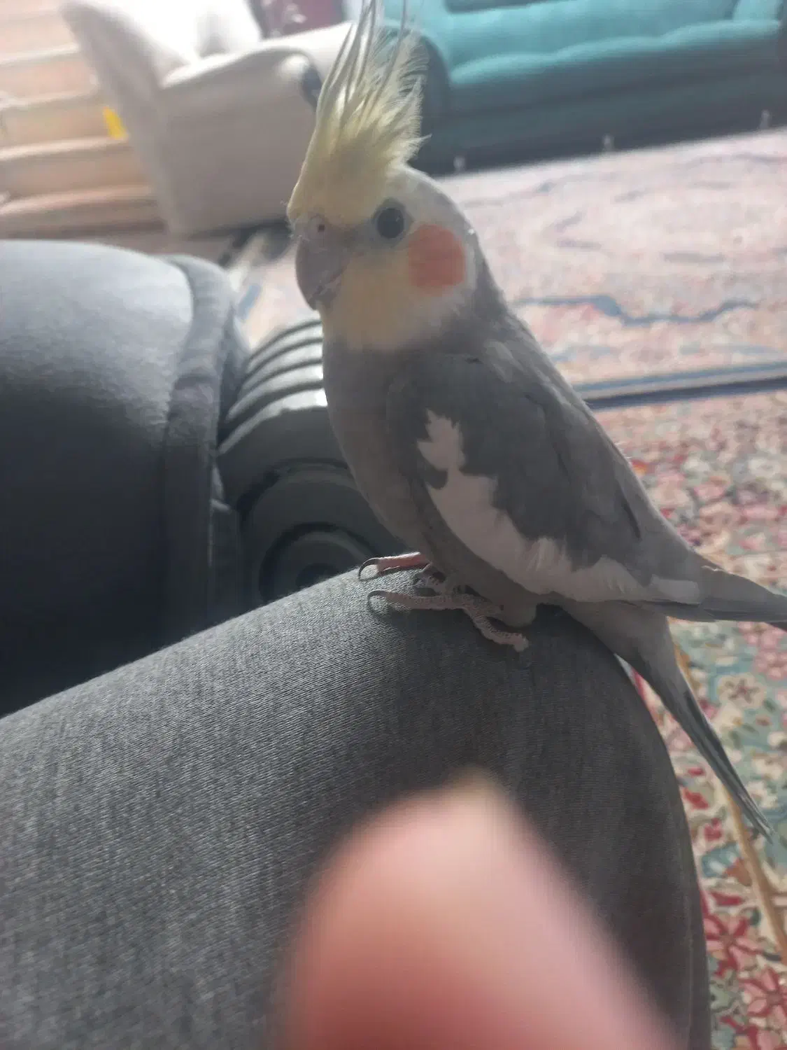 دو عدد عروس هلندی سخنگو|پرنده|زرند, |دیوار