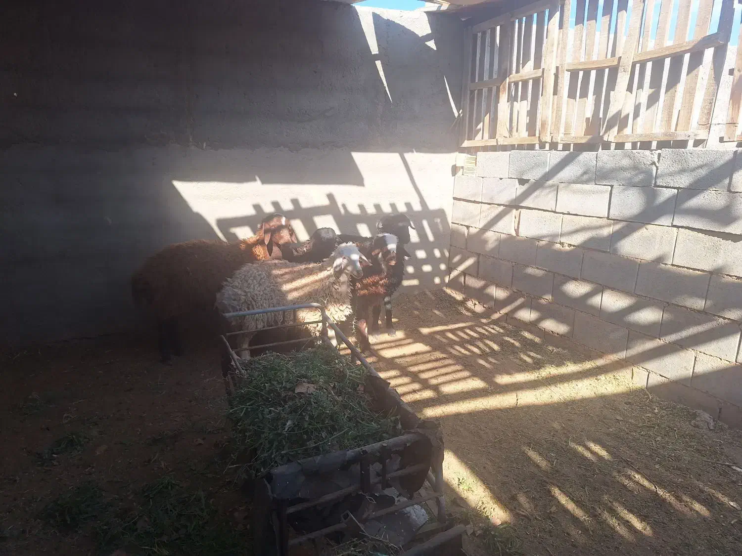 بره نر افشار|حیوانات مزرعه|شاهین‌شهر, گرگاب|دیوار