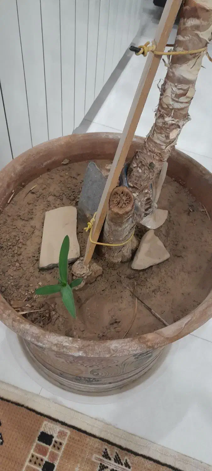 گل یوکا|گل و گیاه طبیعی|قوچان, |دیوار