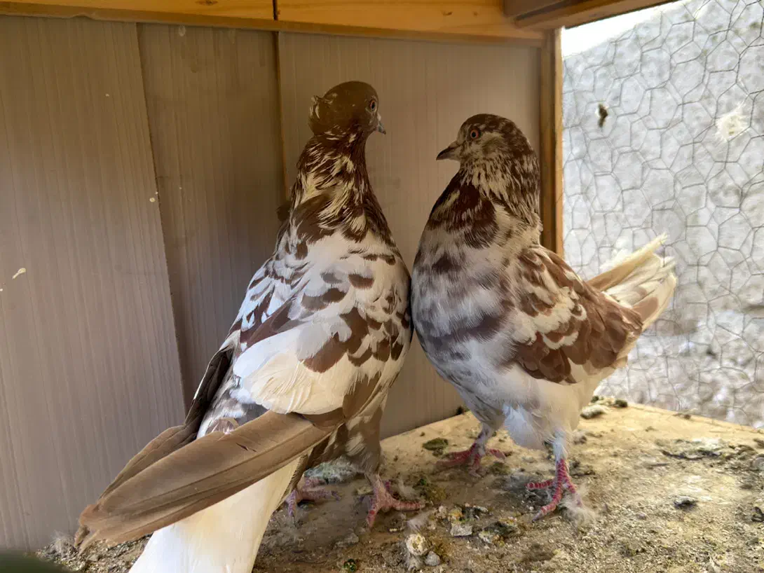 جفت گرگی|پرنده|نسیمشهر, |دیوار