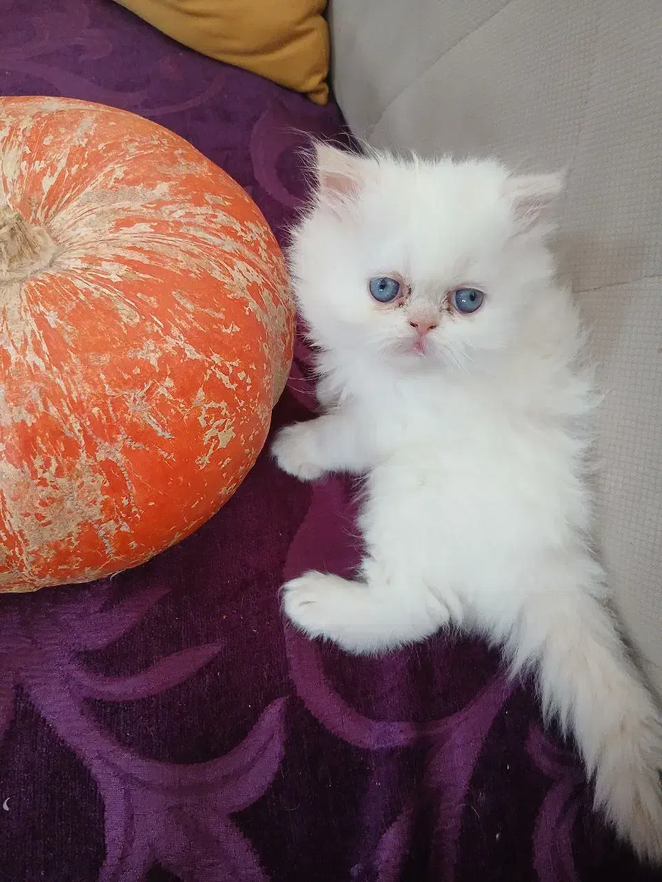 4گربه پرشین نژاد ردپوینت اصیل|گربه|زنجان, |دیوار