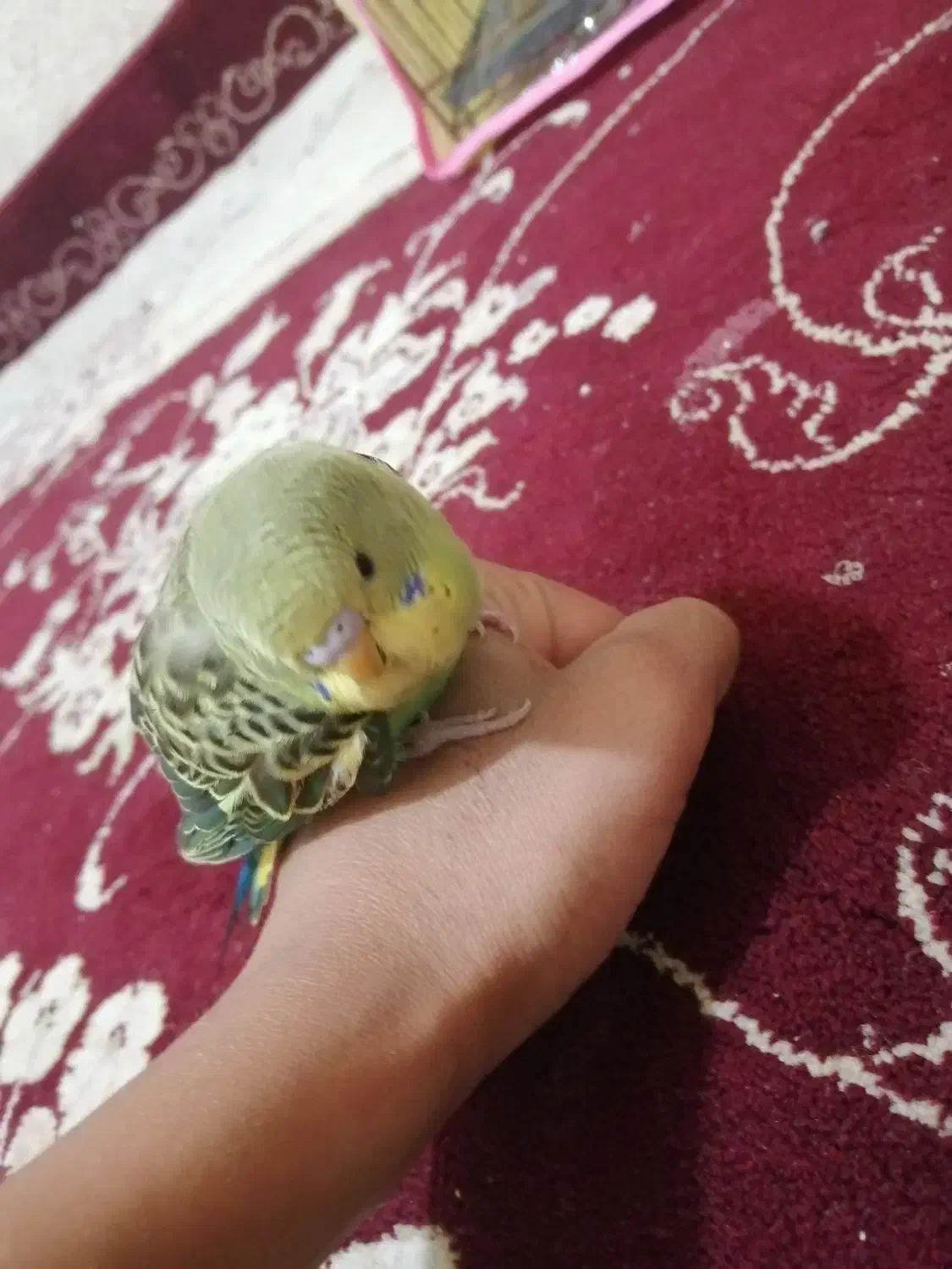 مرغ عشق جوجه خیلی دستی|پرنده|مرودشت, مسکن مهرگان|دیوار