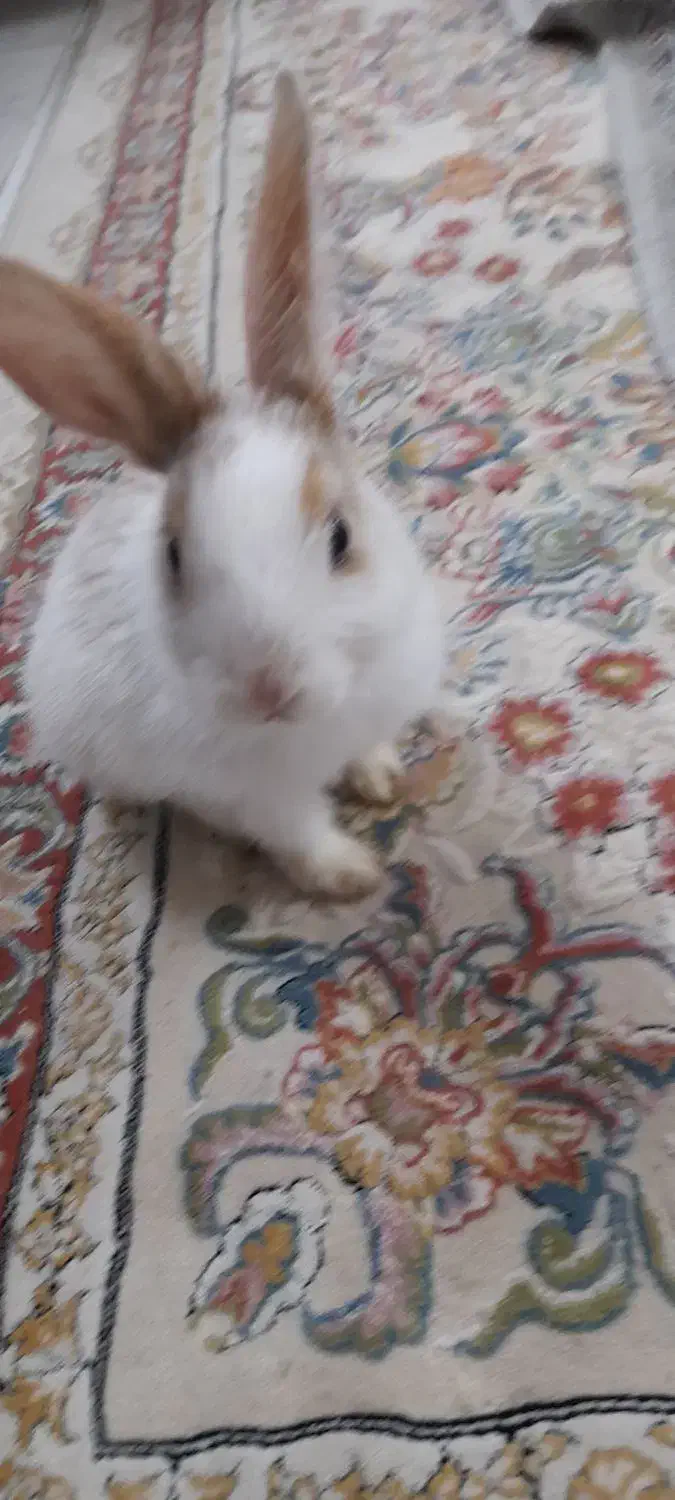 خرگوش|موش و خرگوش|مشهد, خواجه ربیع|دیوار