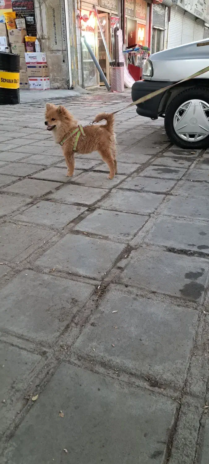 سگ پامر خرسی جنسیت نر|سگ|کرمانشاه, |دیوار