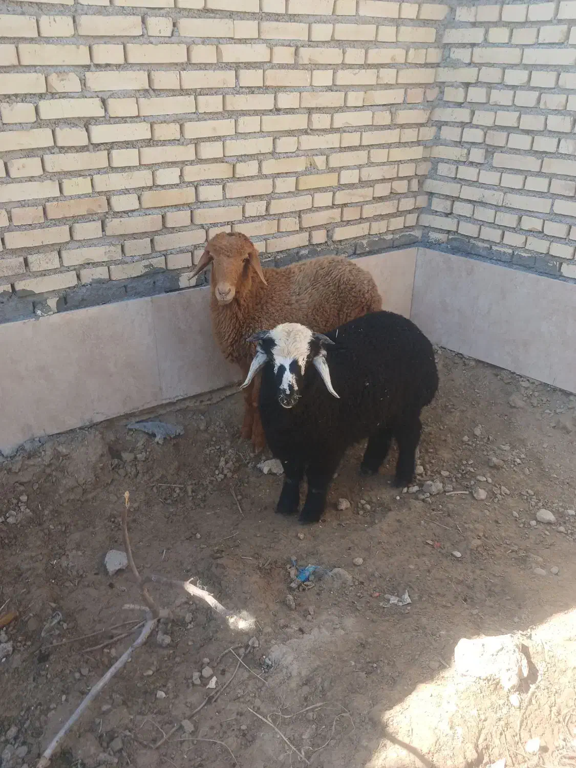 بره نر|حیوانات مزرعه|شادگان, |دیوار