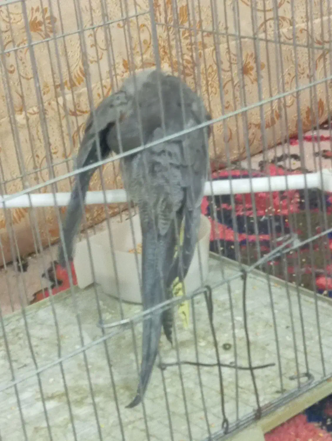 جوجه عروس هلندی سینامون ماده|پرنده|اهر, |دیوار