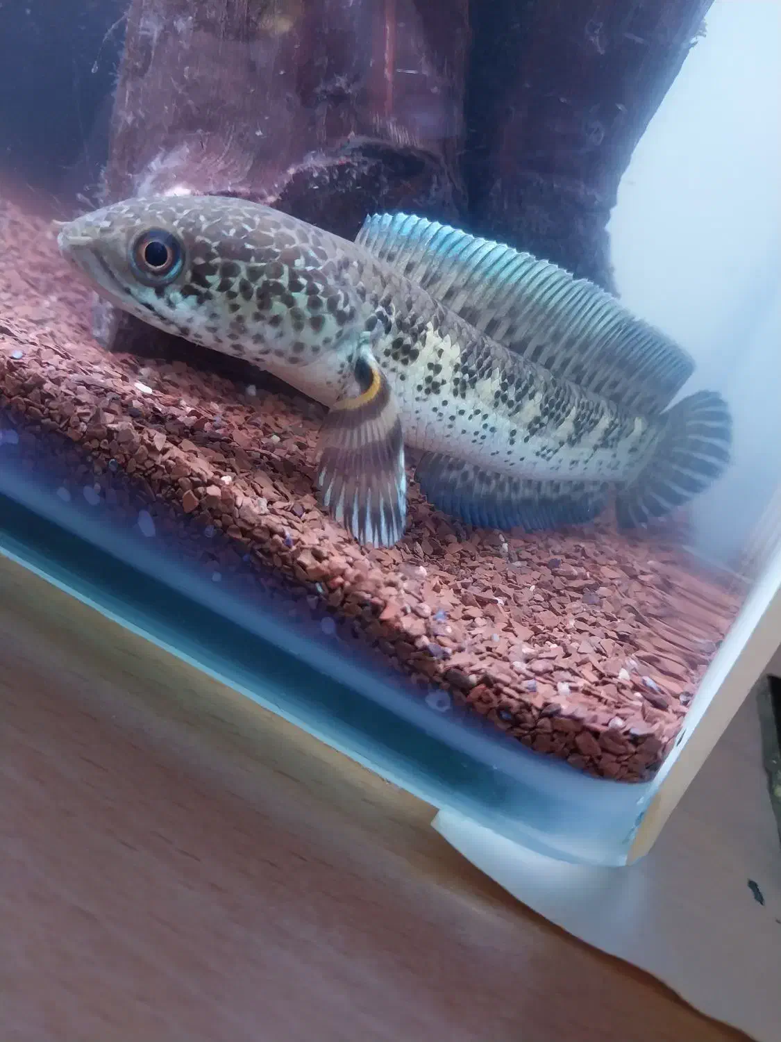 چانا گلدن کبری سینگل تانک|ماهی|محمدشهر, محمدشهر|دیوار