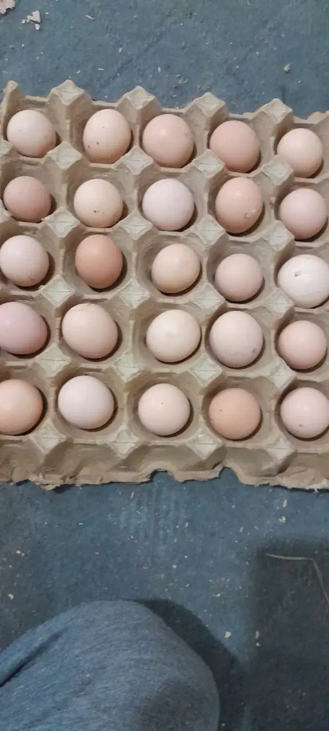 فروش تخم نطفه دار مرغ|حیوانات مزرعه|بندرعباس, |دیوار