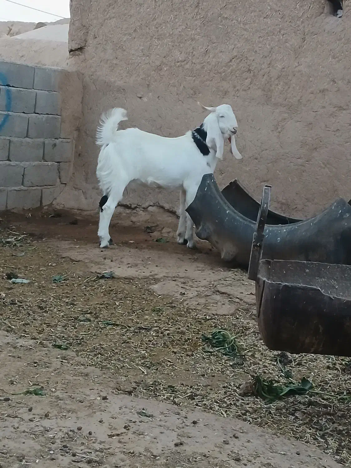 بره قوچی|حیوانات مزرعه|نصر آباد, |دیوار