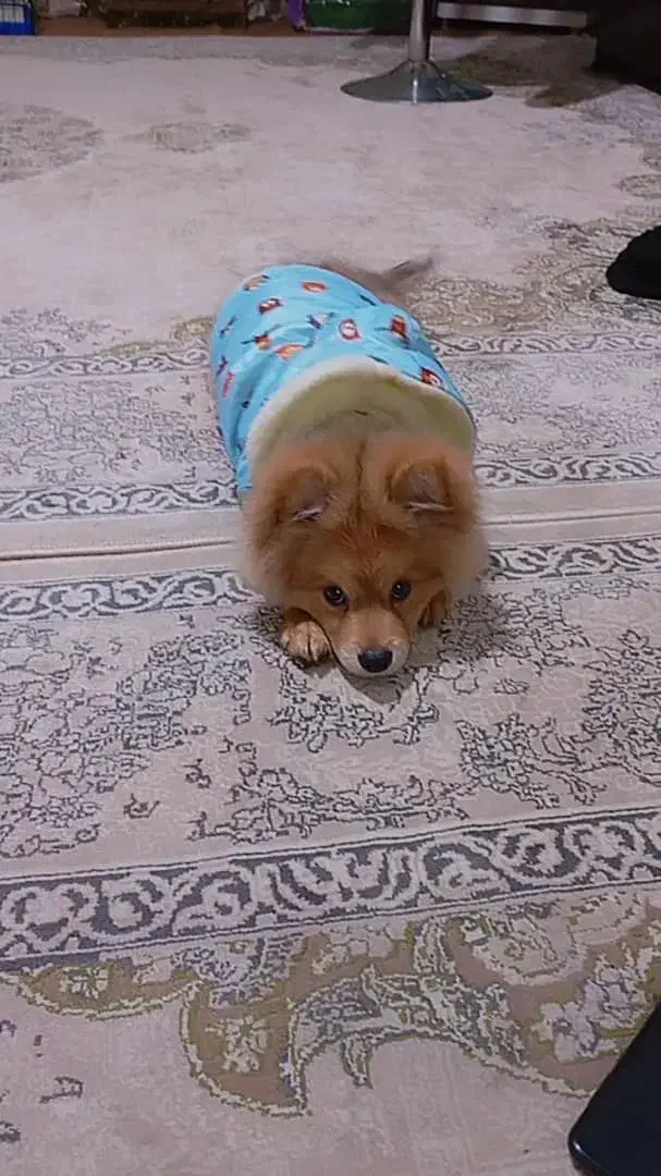 پامر خرسی|سگ|مشهد, شهید قربانی|دیوار