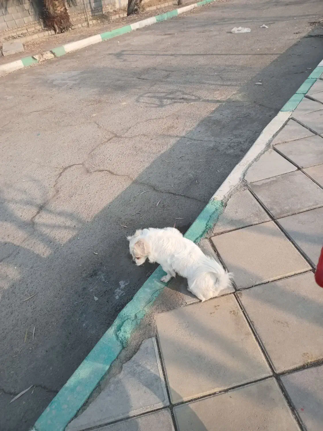 سگ پا کوتا|سگ|شهر ری, تقی آباد|دیوار