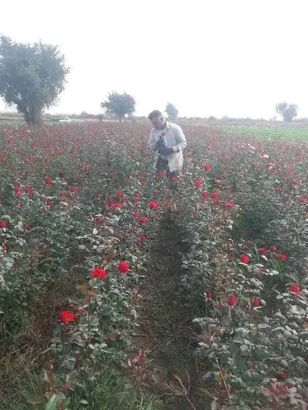 گل رز|گل و گیاه طبیعی|دزفول, |دیوار