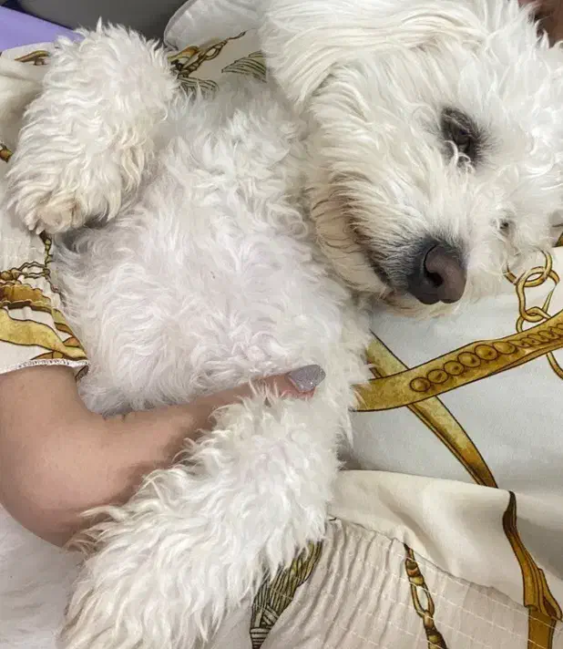 سگ شیتزو|حیوانات|یاسوج, |دیوار