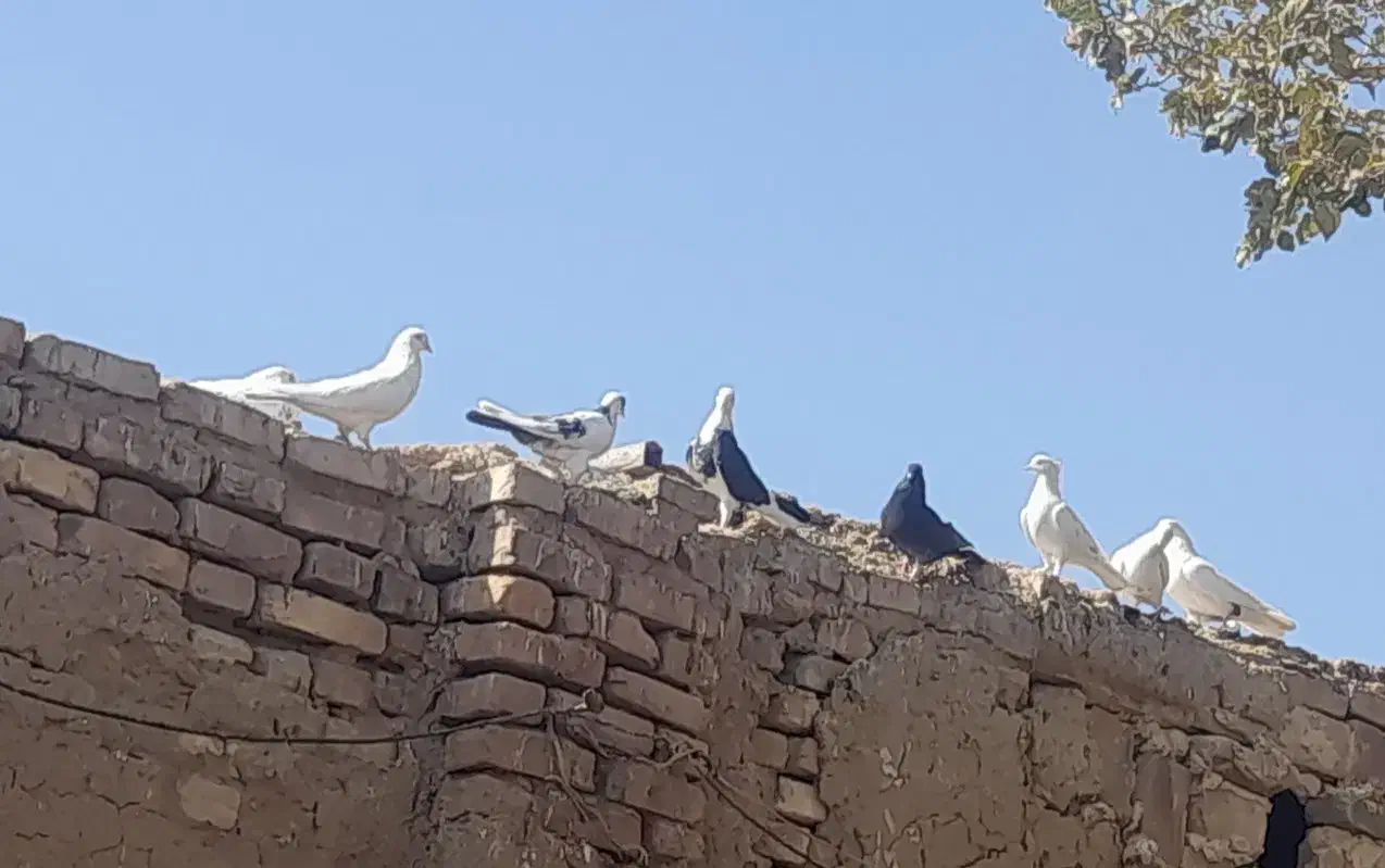 کفتر|پرنده|عقدا, |دیوار