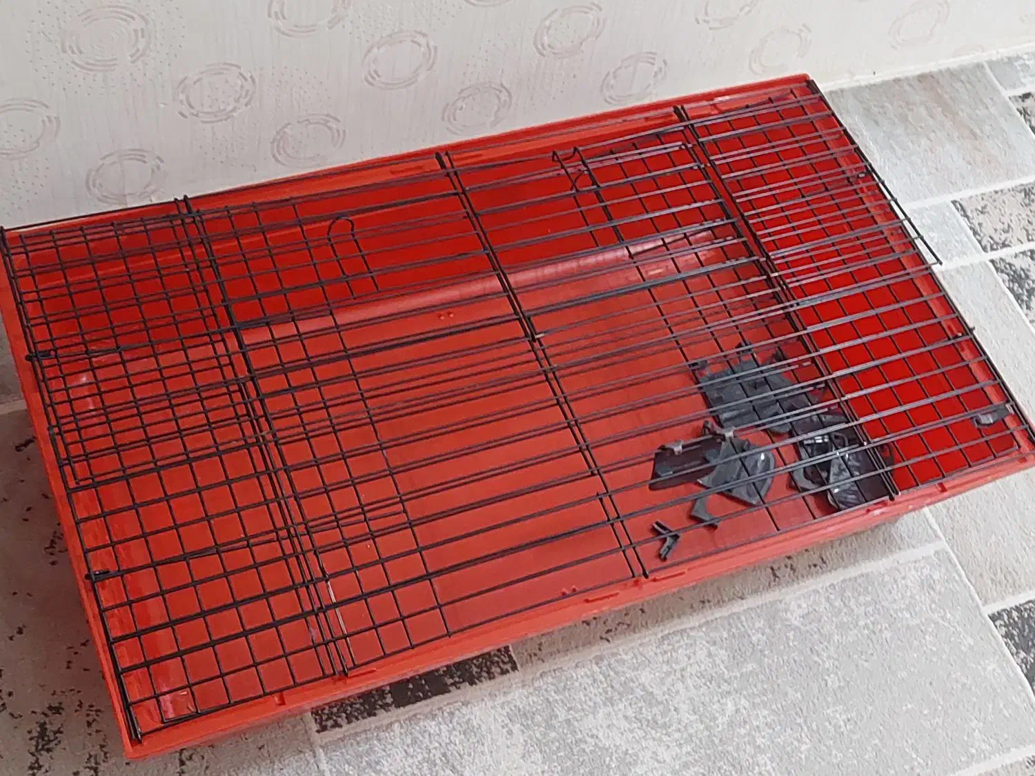 قفس خرگوش و خوکچه|موش و خرگوش|ری, علایین|دیوار