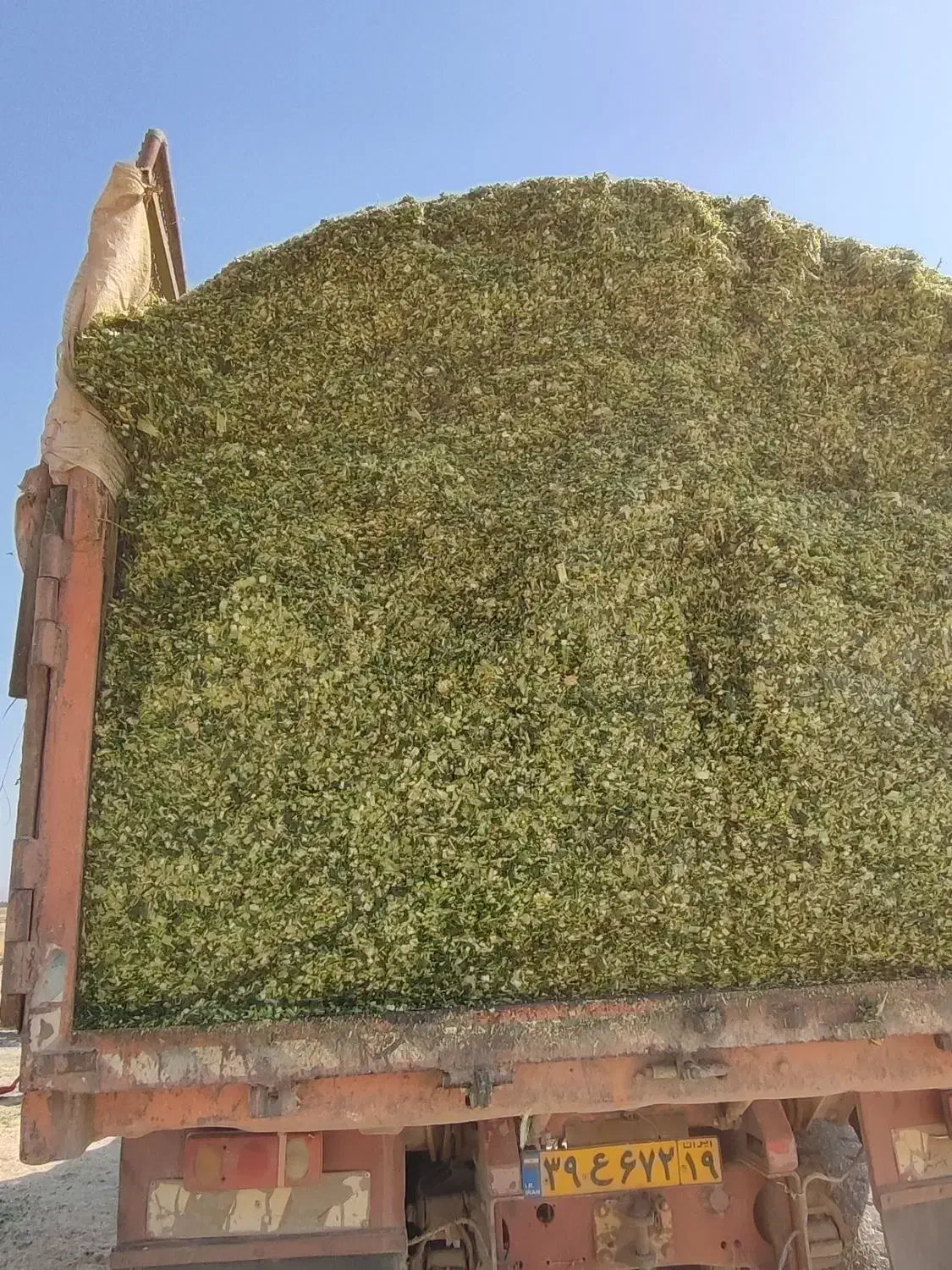 ذرت علوفه ای|حیوانات مزرعه|روانسر, |دیوار