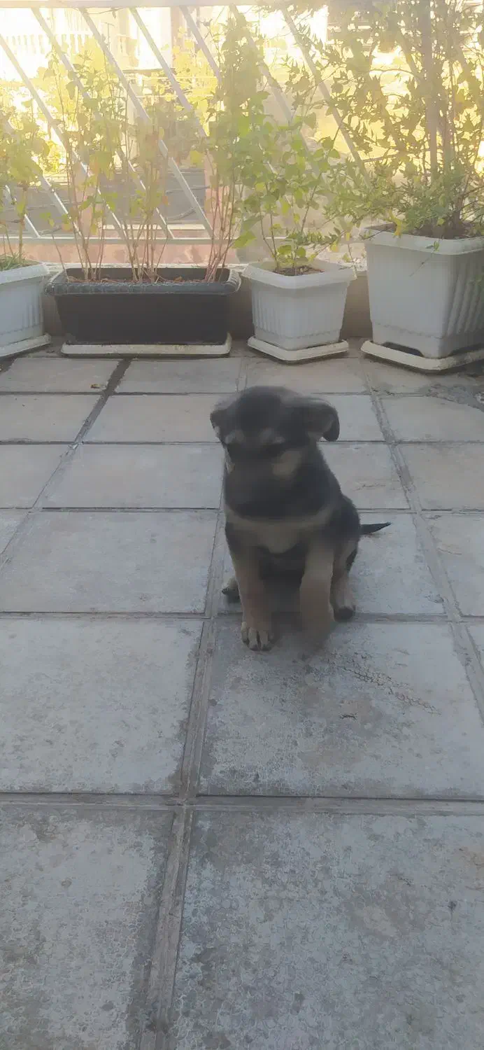 توله ژرمن ورک|سگ|تهران, استاد معین|دیوار