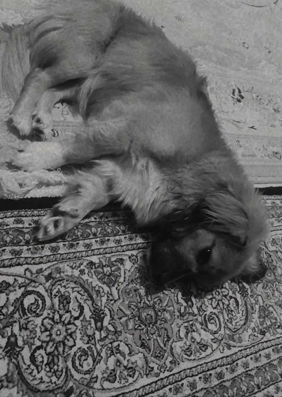 سگ خانگی گم شده|حیوانات|خوی, |دیوار