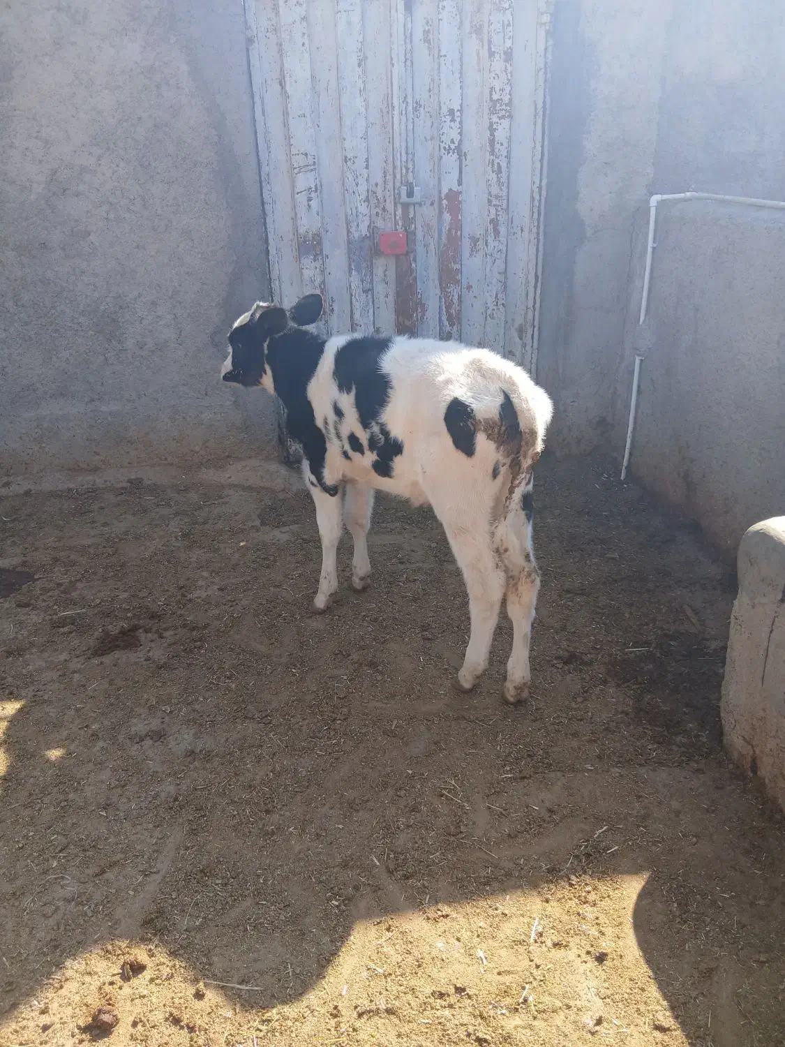 گوساله شیری|حیوانات مزرعه|کوهدشت, |دیوار
