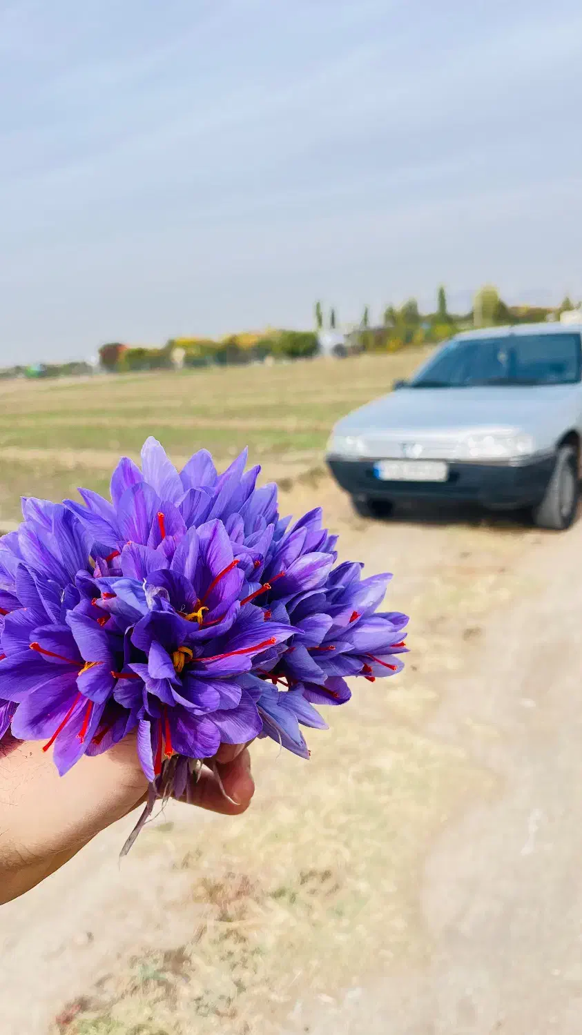 فروش گل زعفران احمدی|خوردنی و آشامیدنی|مرند, |دیوار