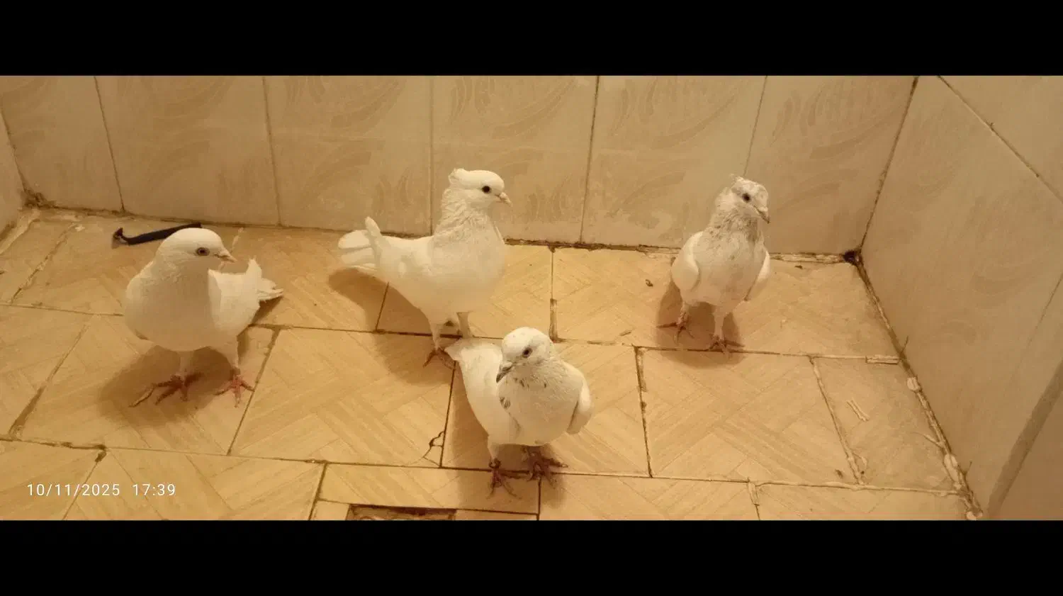 کفتر اصل|پرنده|صباشهر, |دیوار