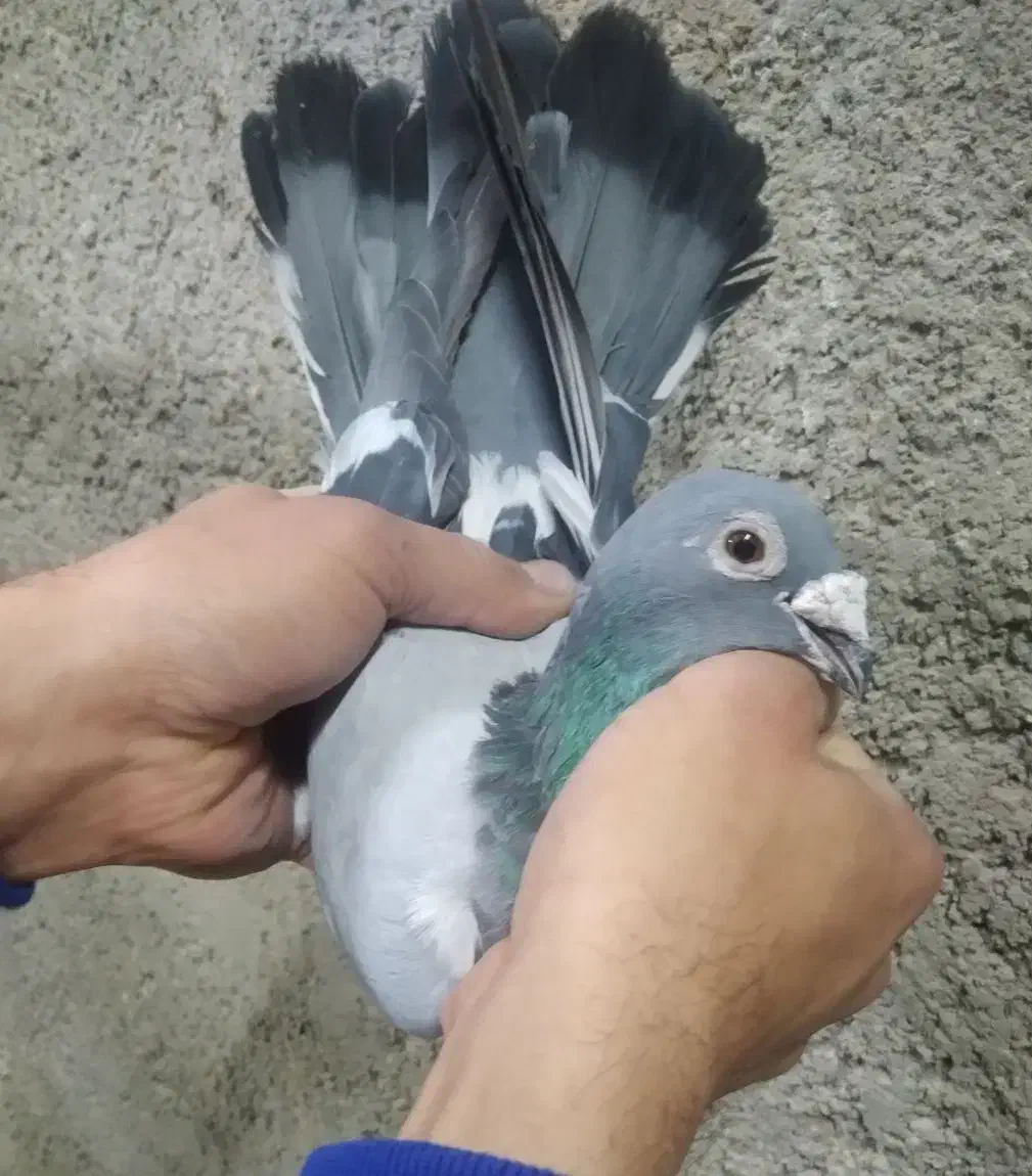 کفتر حمال شهرستانی جفت|پرنده|رباطکریم, شترخوار|دیوار