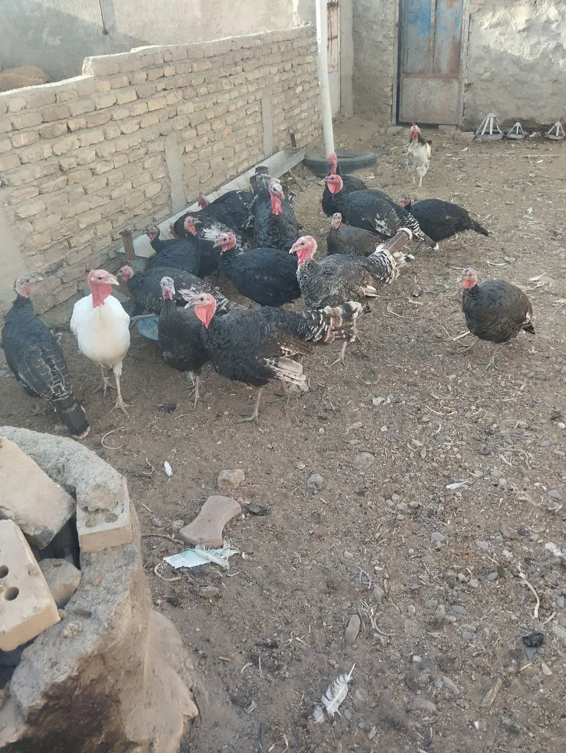 باقلمون|حیوانات مزرعه|نیشابور, مازول|دیوار