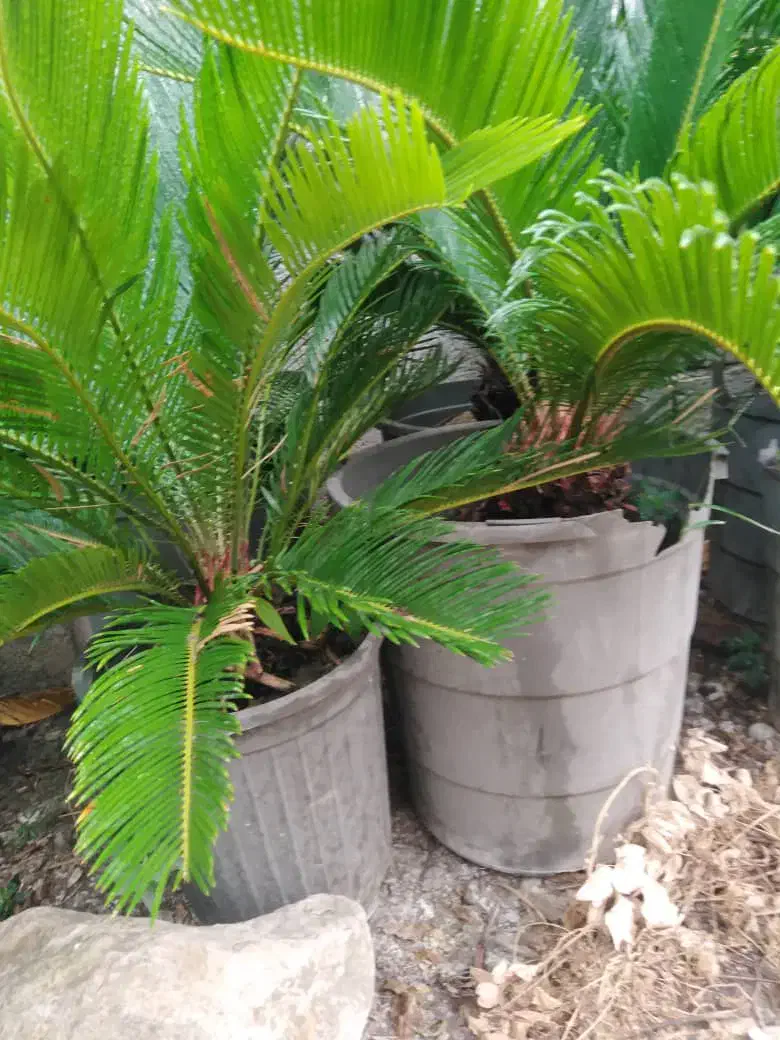 سیکاس گلدانی|گل و گیاه طبیعی|ساری, |دیوار