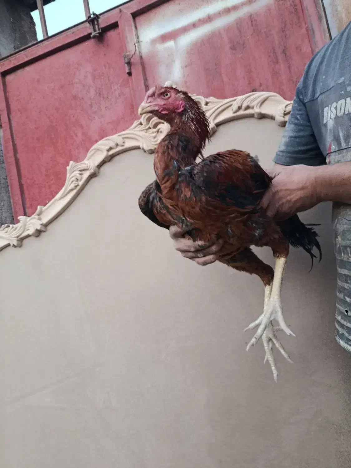 فروش خروس لاری،نژاددار زیر سال|حیوانات مزرعه|باسمنج, |دیوار