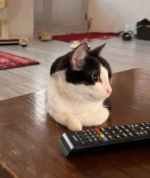 واگذاری گربه 3 ماهه نر سالم و زیبا|گربه|لاهیجان, لیل|دیوار