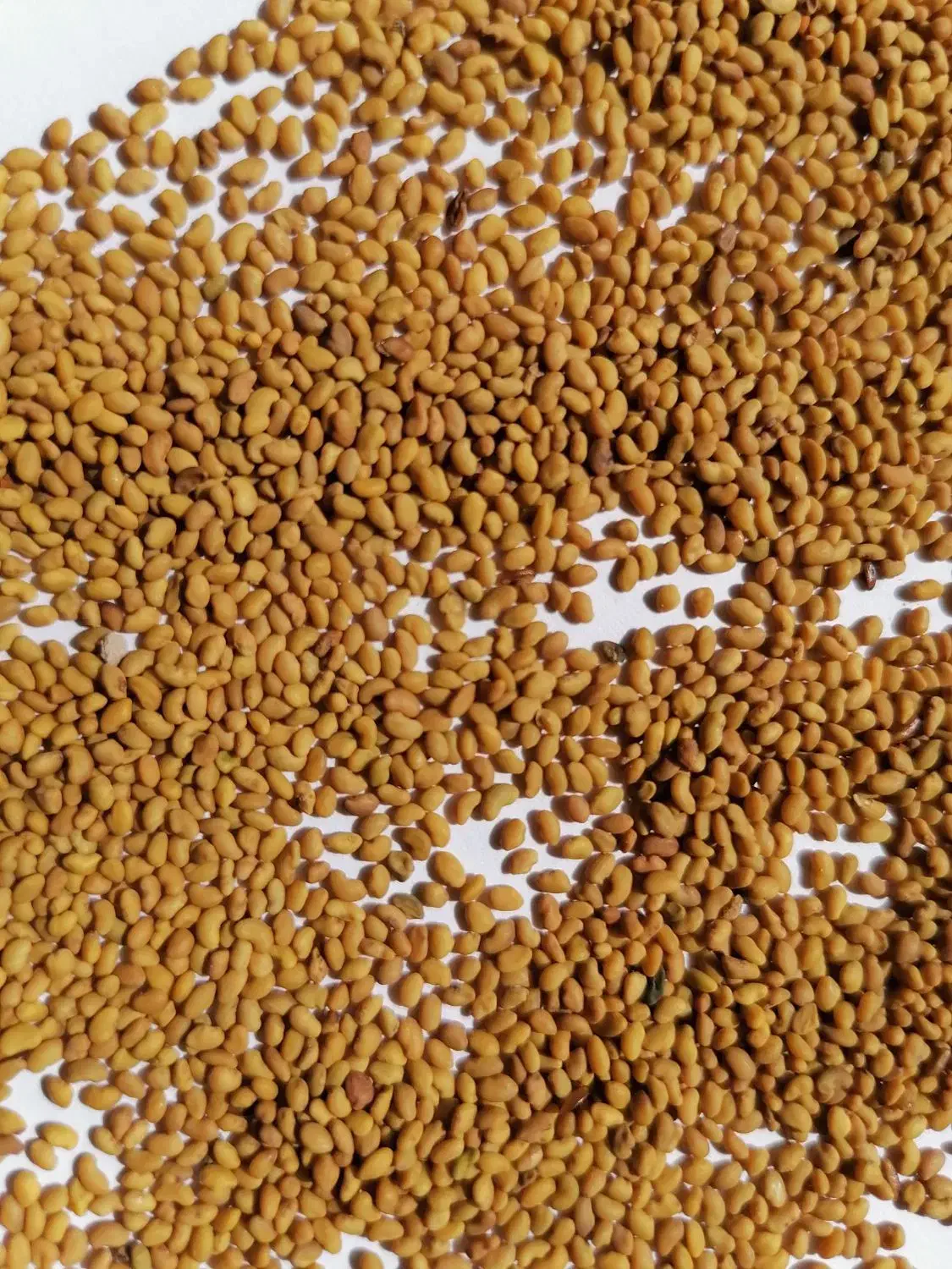 بذر یونجه|عمدهفروشی|قمرود, |دیوار