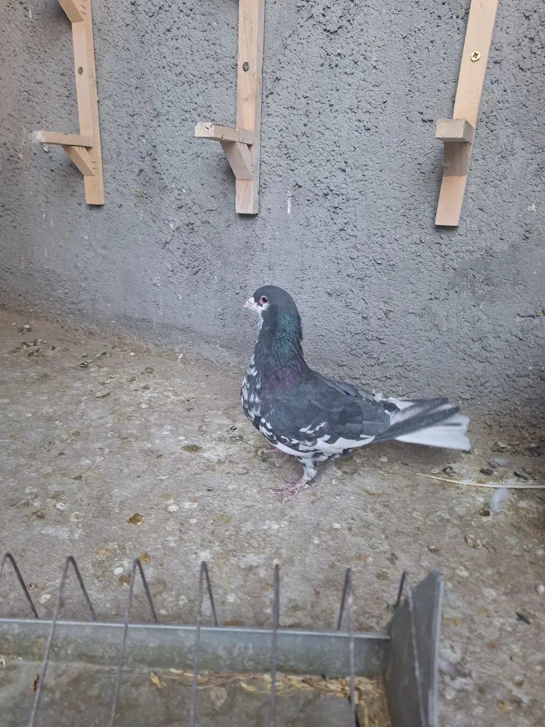 نرافشون خوشرنگ|پرنده|پیر بکران, |دیوار