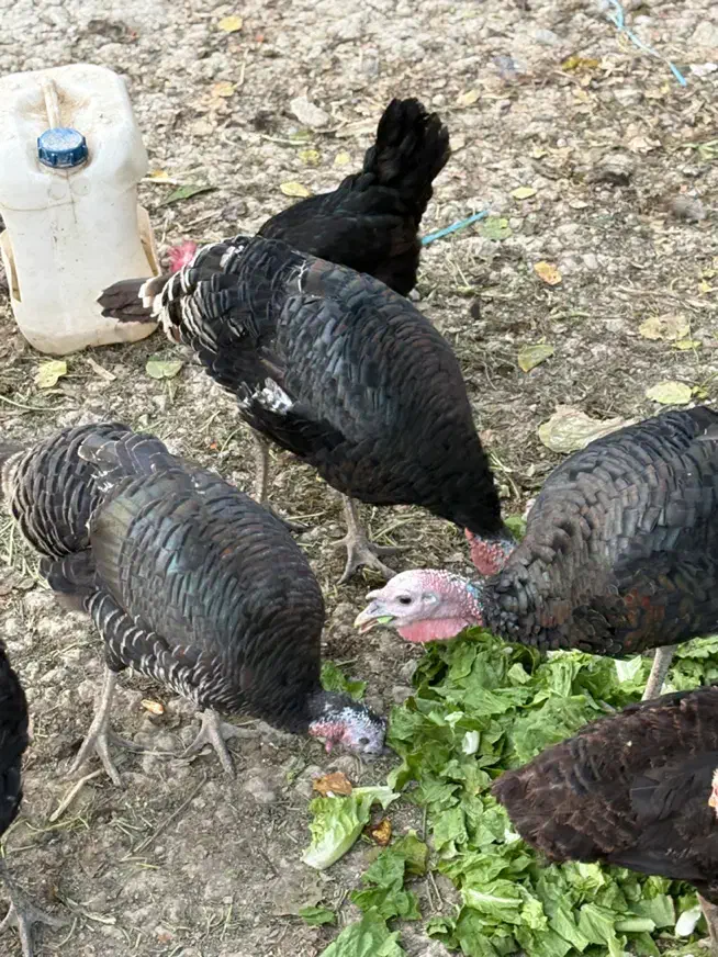 بوقلمون|حیوانات مزرعه|شهریار, شهرک امیریه|دیوار