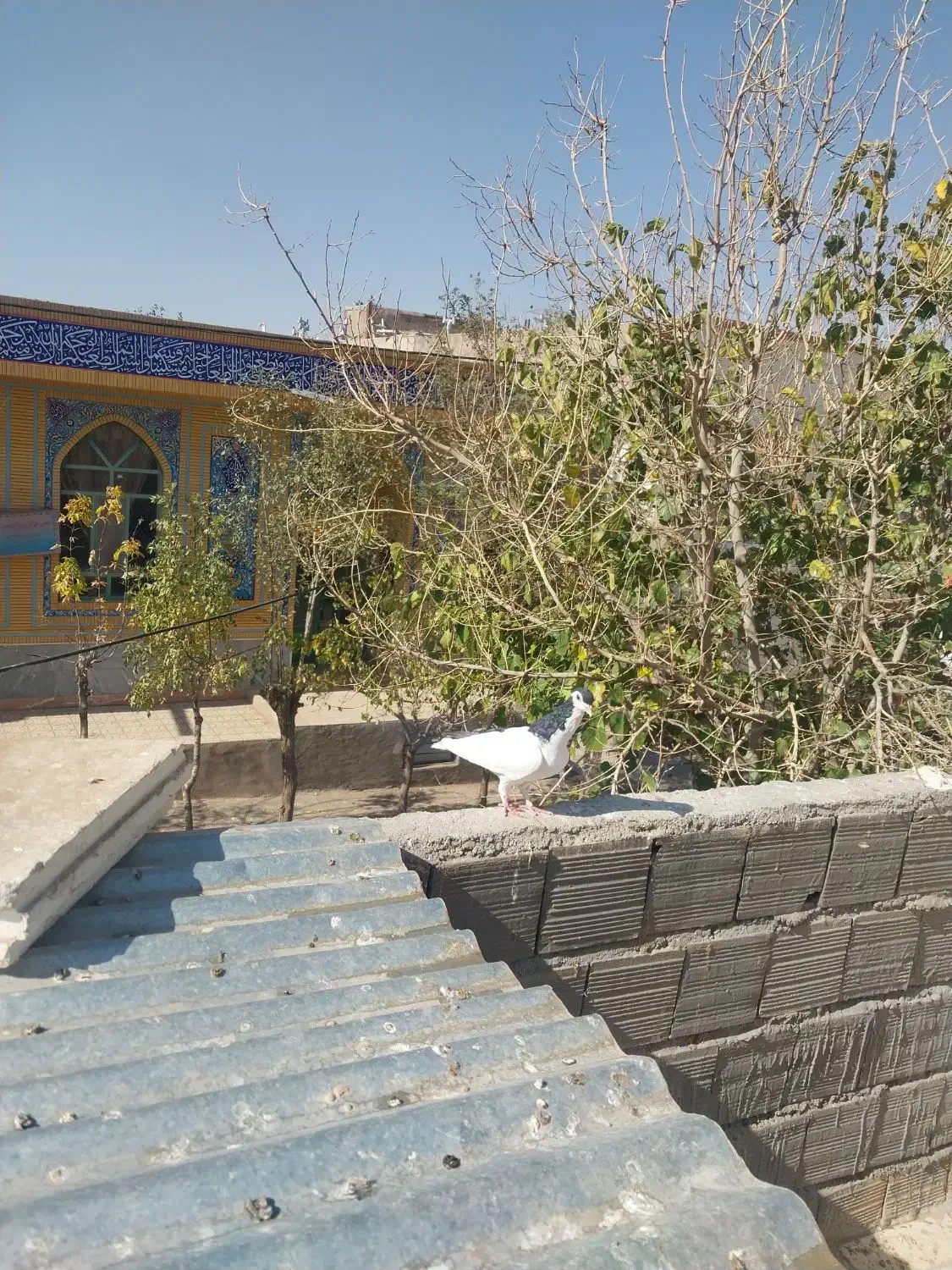 چپ سیاه نر|پرنده|جلگه رخ, |دیوار