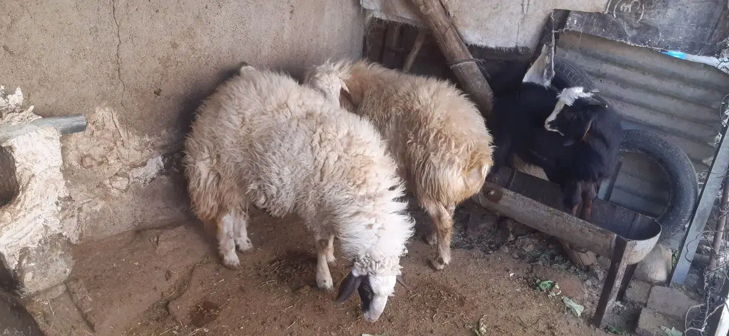 دو عدد بره قوچ|حیوانات مزرعه|کرمانشاه, |دیوار