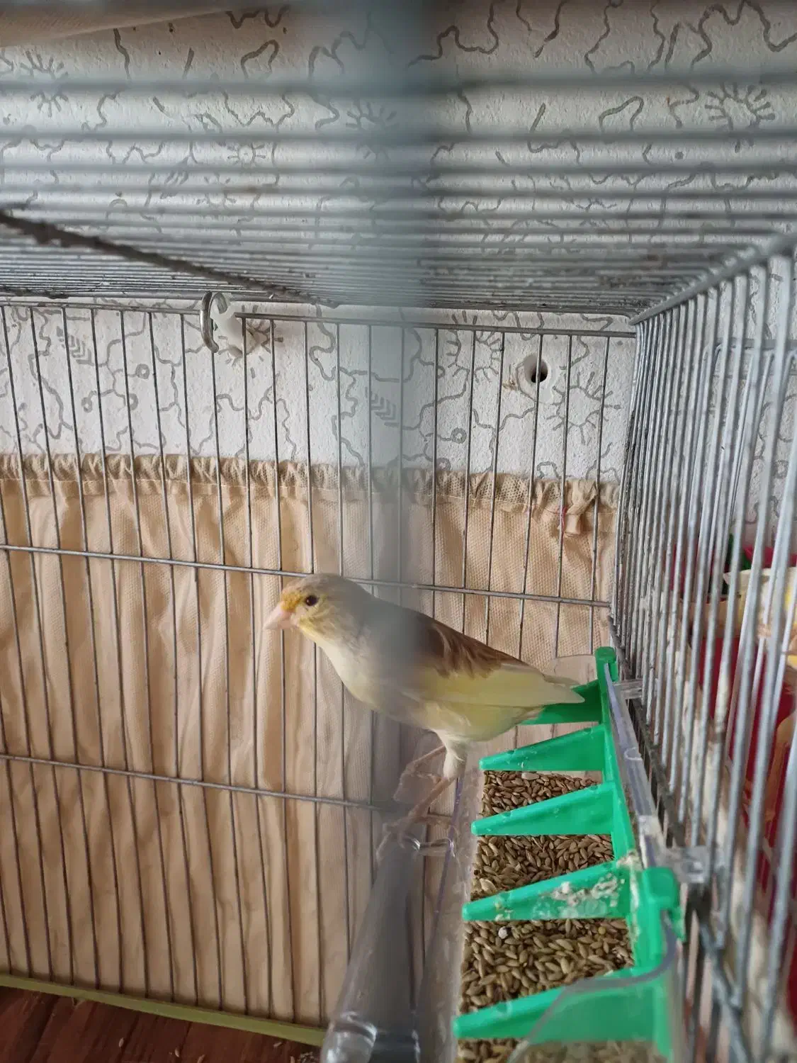 نروماده|پرنده|رشت, نامجو|دیوار