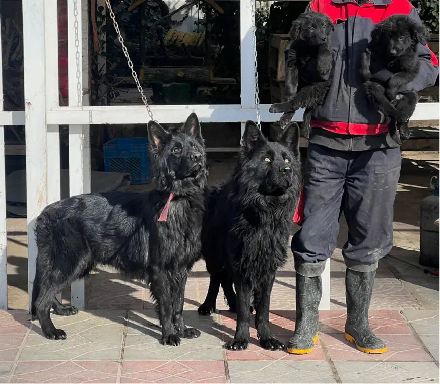 سگ ژرمن بلک نروماده دوماه باهم یکجای فی ۴۰ م ت|سگ|تهران, تهرانسر شرقی|دیوار