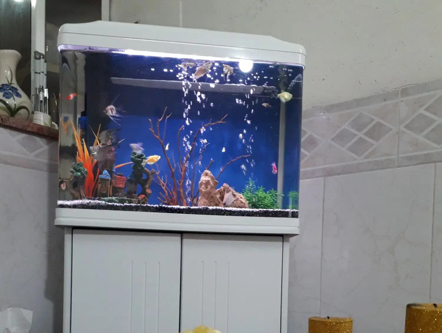 آکواریوم با تمام لوازم ۶ میل|ماهی|نیشابور, پاستور|دیوار