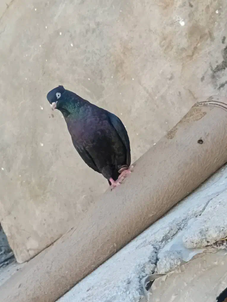 کبوتر امیدیه|پرنده|امیدیه, |دیوار