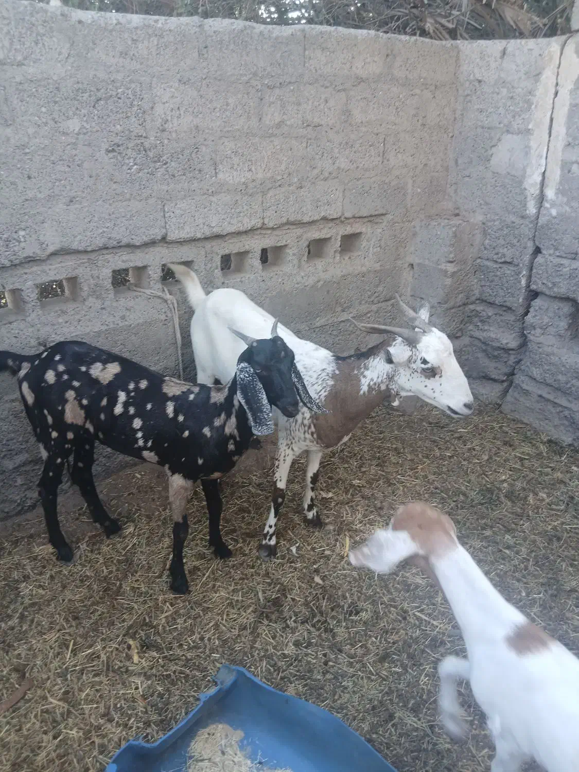 نری پنجابی اصل وماده بنگالی|حیوانات مزرعه|بند زرک, |دیوار