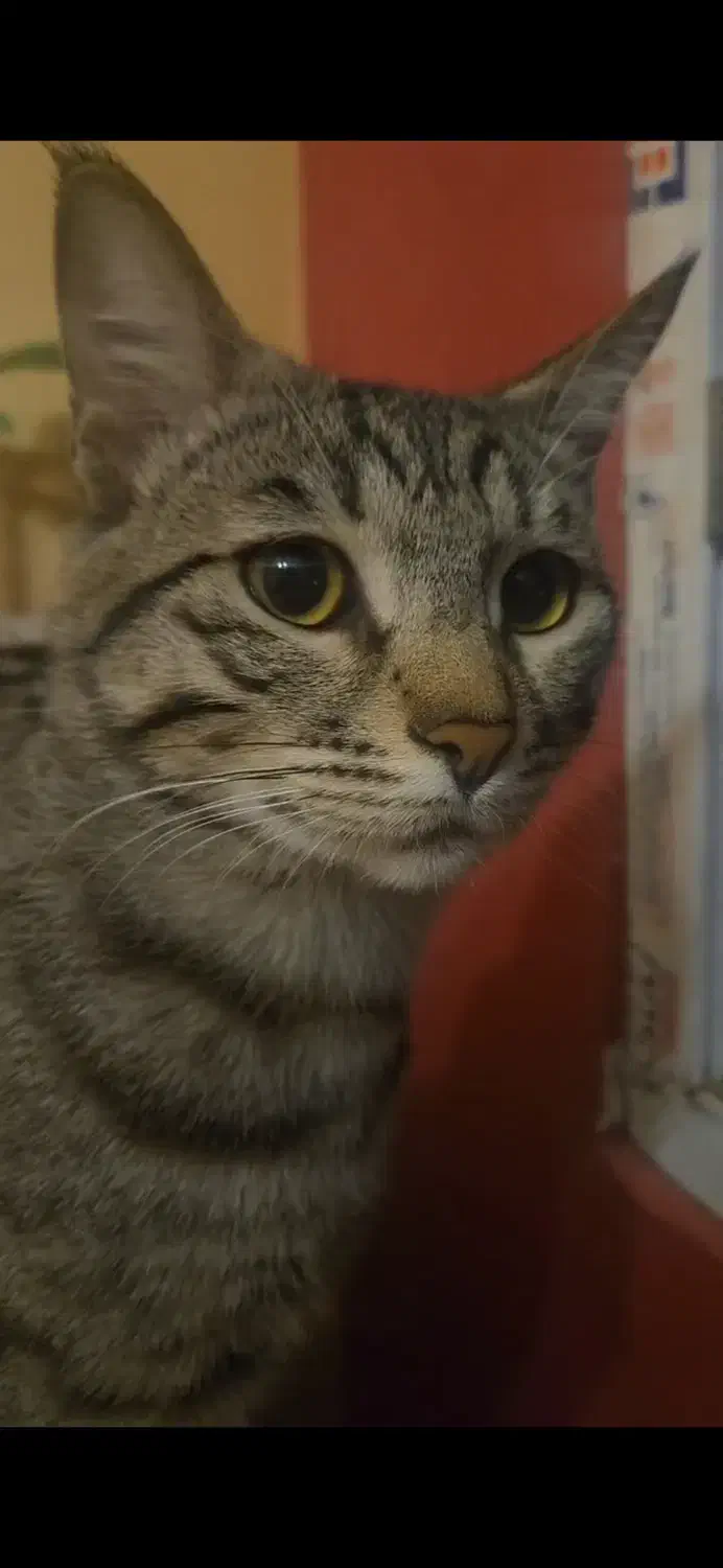 گربه گمشده|حیوانات|شیراز, پودنک|دیوار