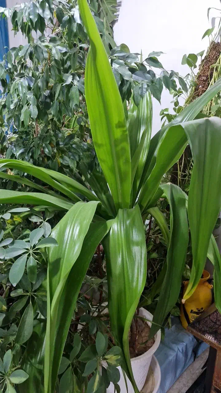 گلهای خانگی|گل و گیاه طبیعی|خمینی‌شهر, |دیوار