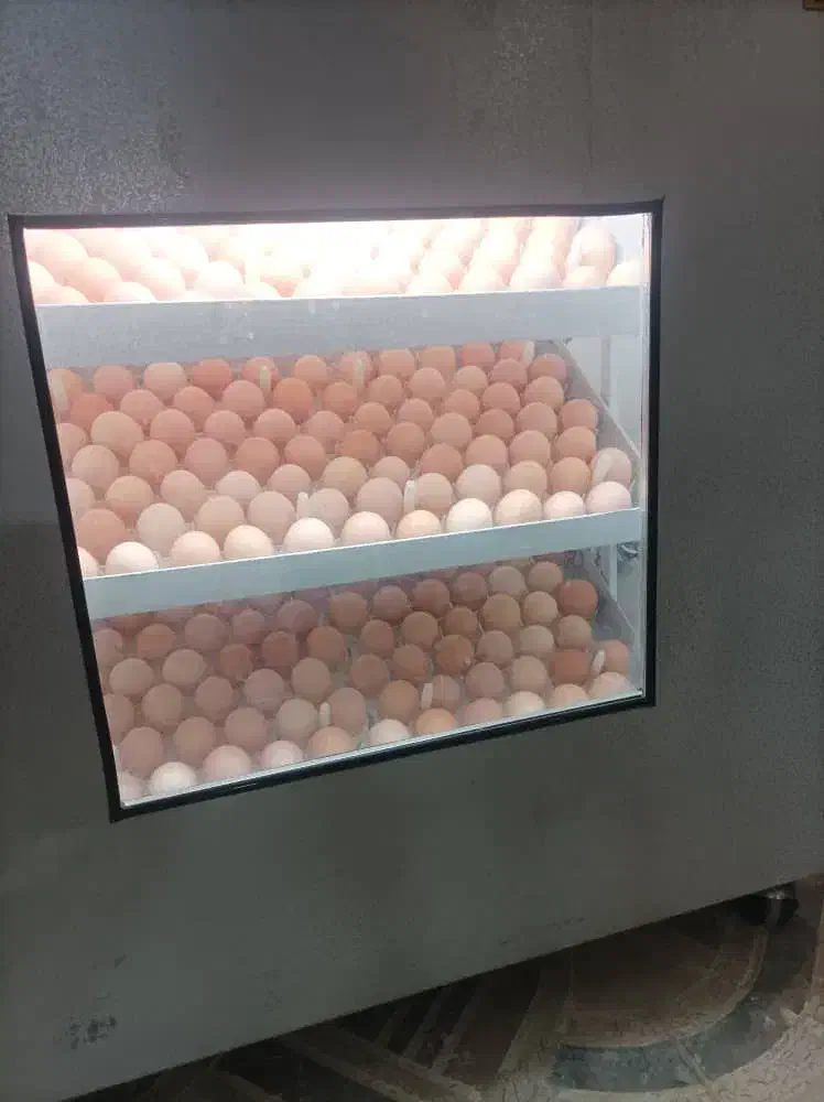 دستگاه جوجه کشی|عمدهفروشی|کازرون, |دیوار