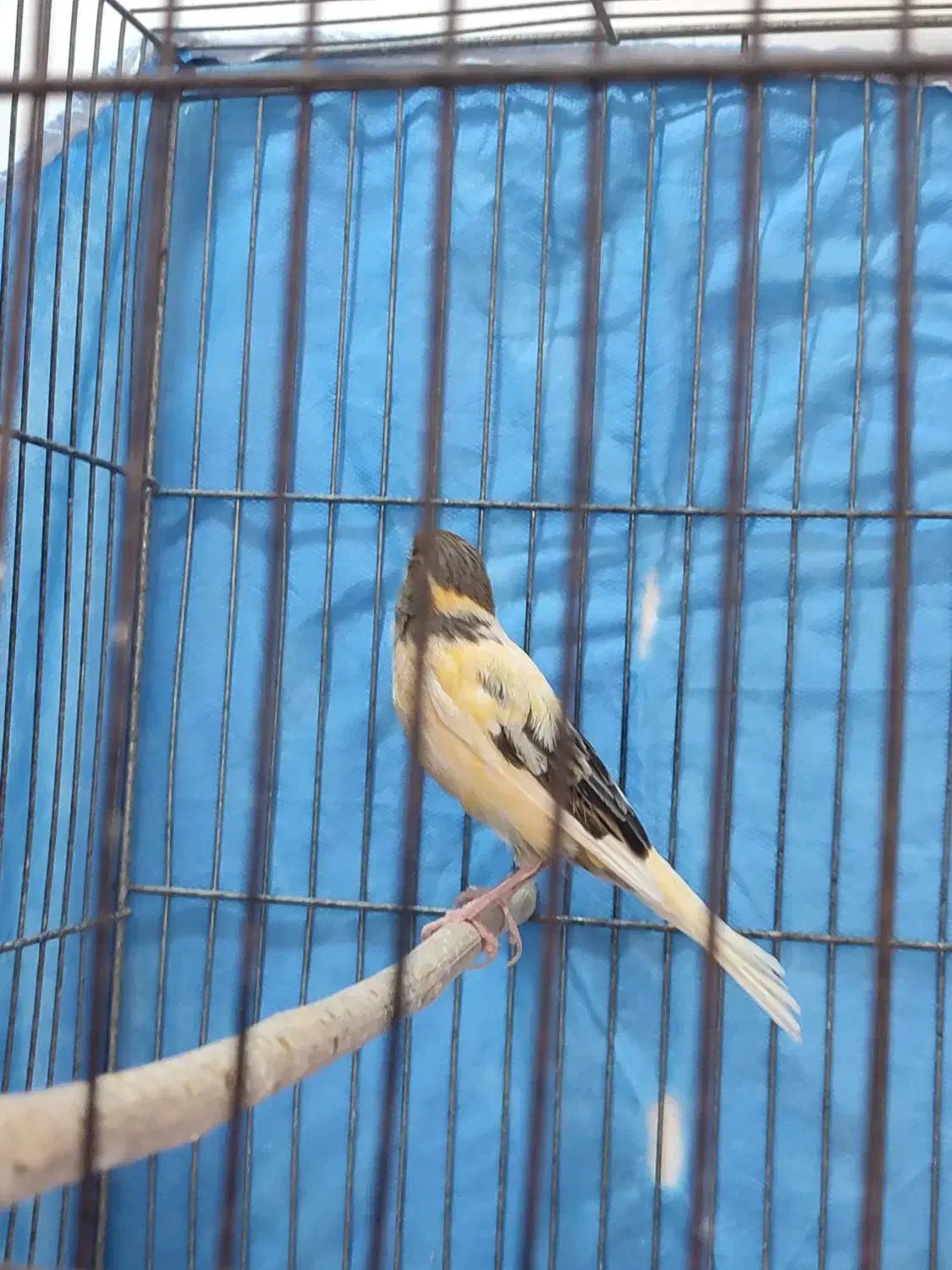 قناری ماده اماده|پرنده|کهریزک, |دیوار