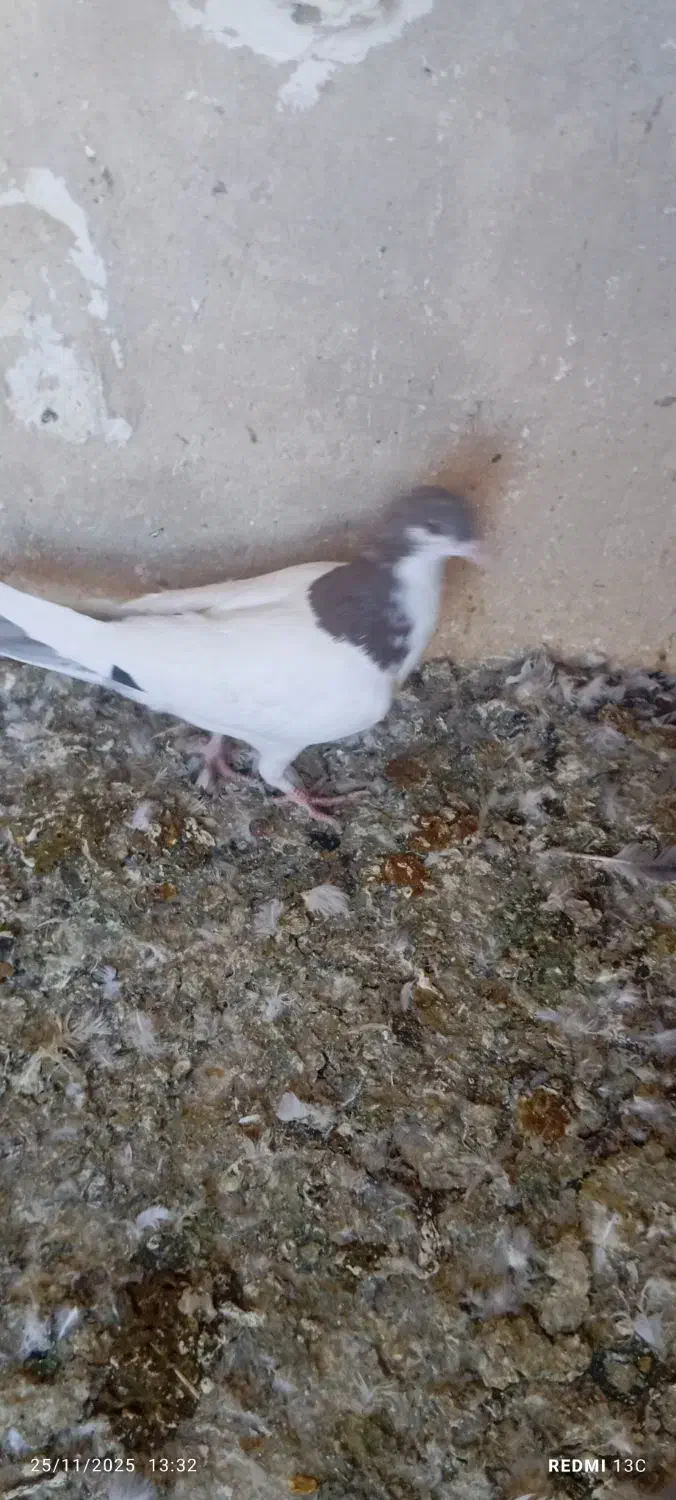 فروش تعدادکبوتر|پرنده|فسا, |دیوار