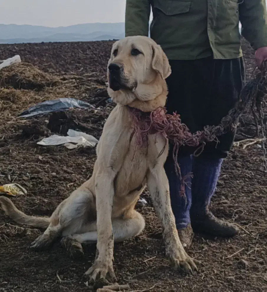 توله پژدر عراقی|سگ|دیلمان, |دیوار