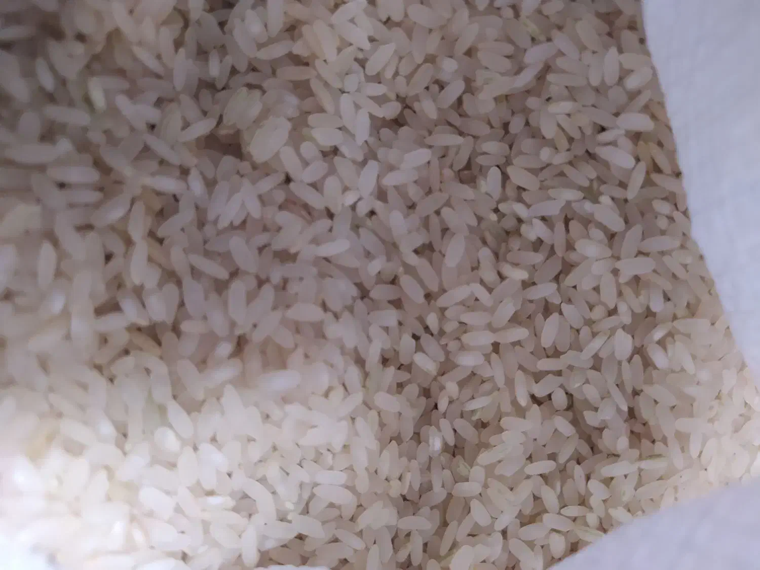 برنج محلی کامفیروزی به شرط کیلو ۲۶۰ هزار تومن|خوردنی و آشامیدنی|مرودشت, ابوذر جنوبی|دیوار