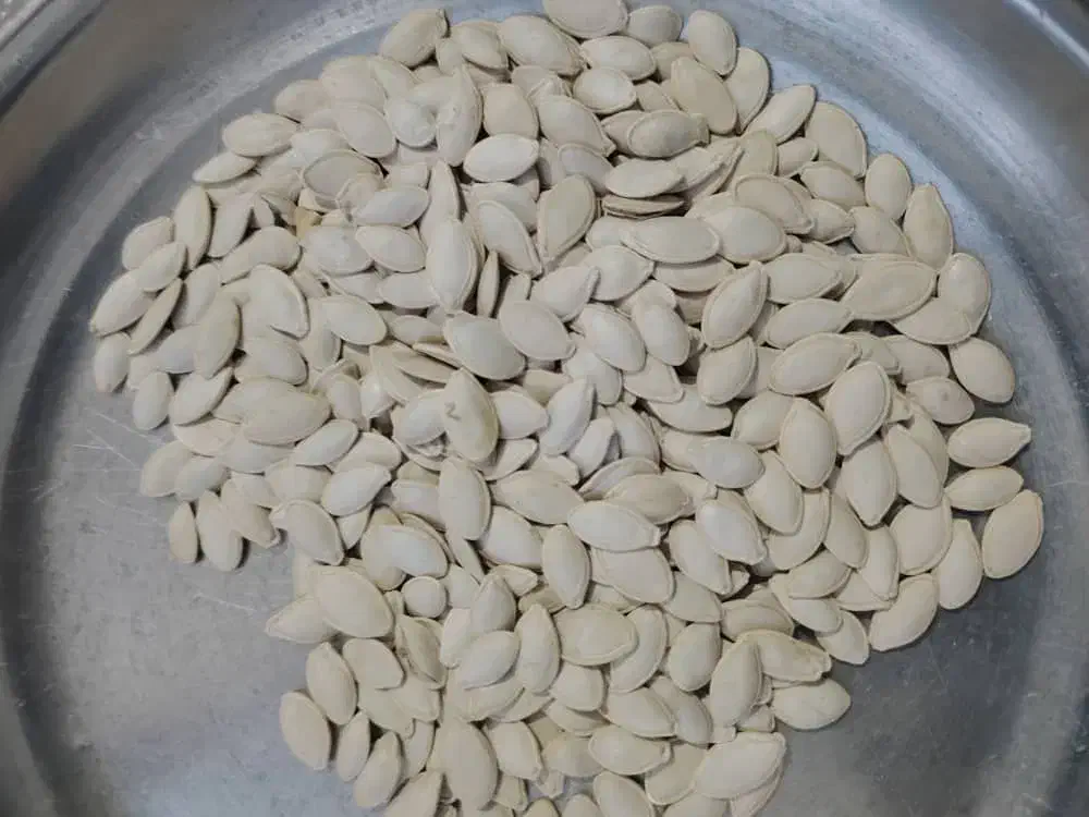 تخمه کدو گوشتی|عمدهفروشی|بهمن صغاد, |دیوار