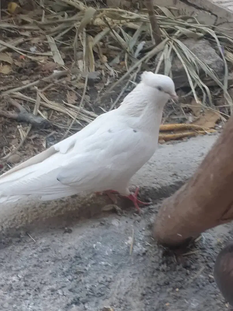 کبوتر فروشی|پرنده|گلپایگان, |دیوار