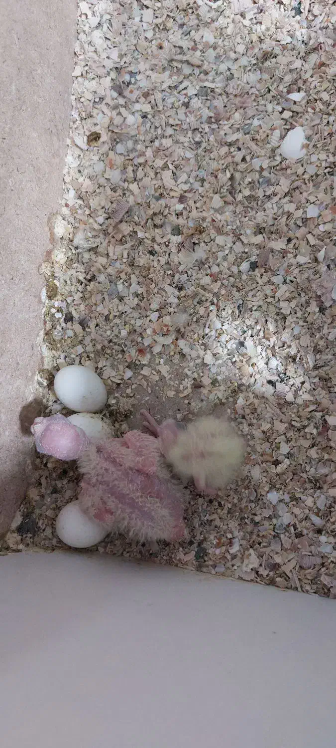 جفت ملدکارداده ضمانتی آلبینو|پرنده|یزد, |دیوار